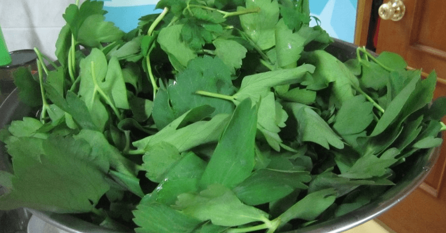 깨끗히 씻은 방풍 나물