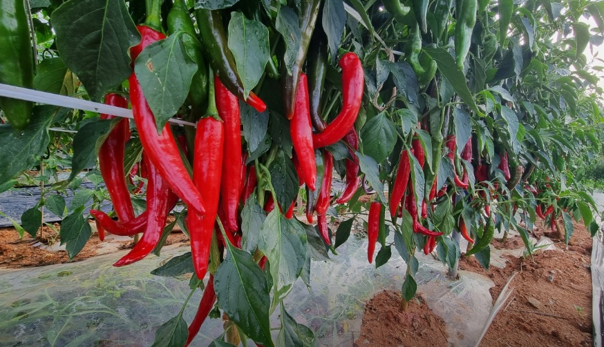 오늘N 이 맛에 산다 부안 부건농장 직거래 농산물 절임배추 고추가루 김장김치재료