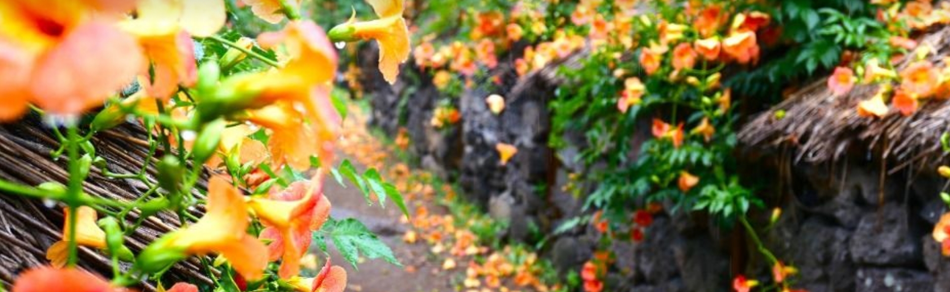 [5월 축제]2025 여름꽃 &amp; 능소화축제❘기간, 비체올린 예약, 사진영상 콘테스트 응모방법