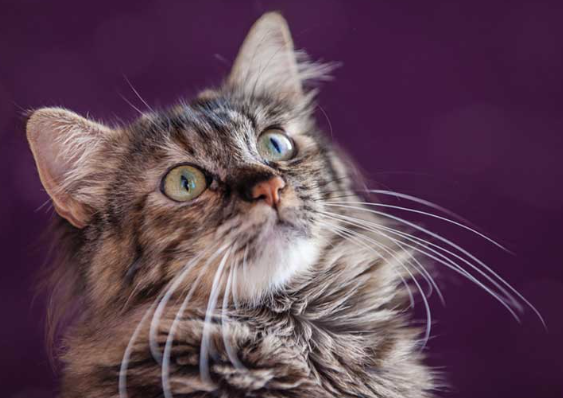 메인쿤의 성격을 보여주는 이미지