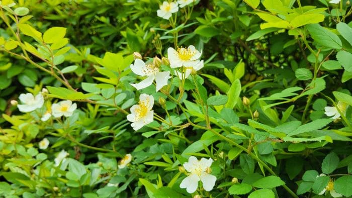 찔레나무-찔레꽃-가지치기-전지전정-시기-방법