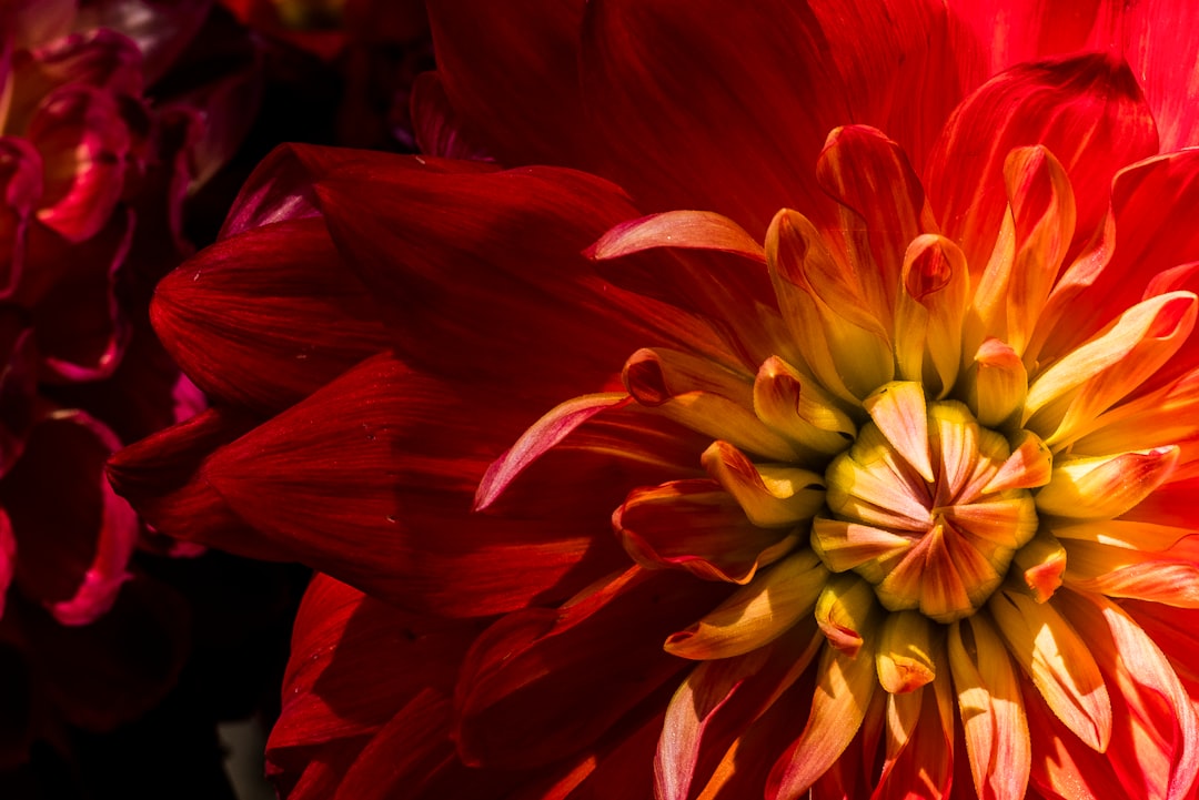 Chrysanthemum