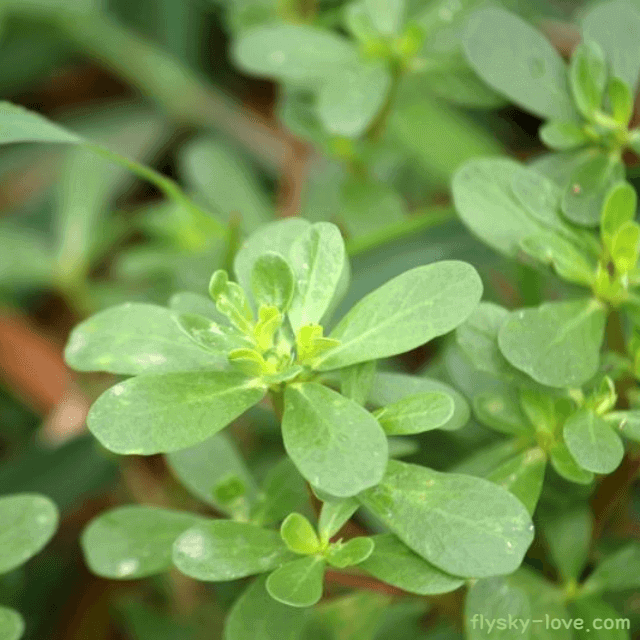 피부질환에 효과적인 쇠비름