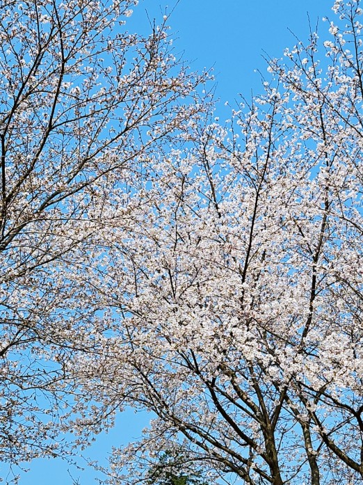 용인 반딧불 캠핑장 3