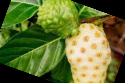 노니 효능 부작용 주스 복용법