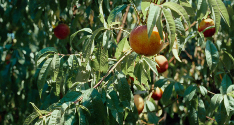 봉숭아와 나뭇잎이 많다.