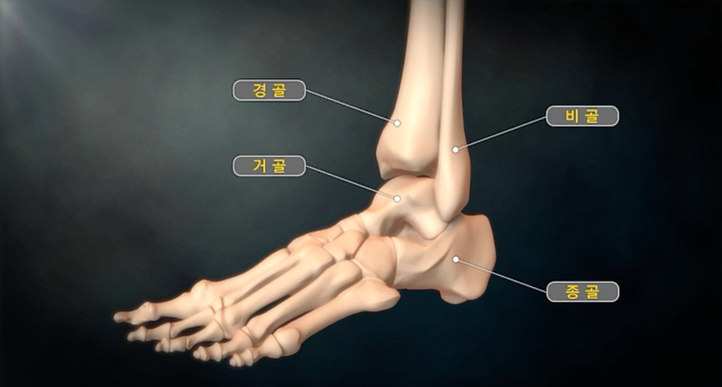 명의-발목관절