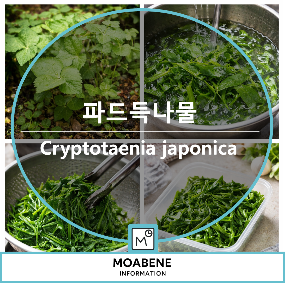 파드득나물(Cryptotaenia japonica) 알아보기: 참나물과 닮았지만 다른 봄나물