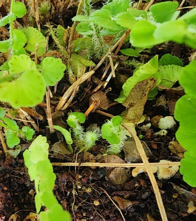 새순들이 자라나고있어요.