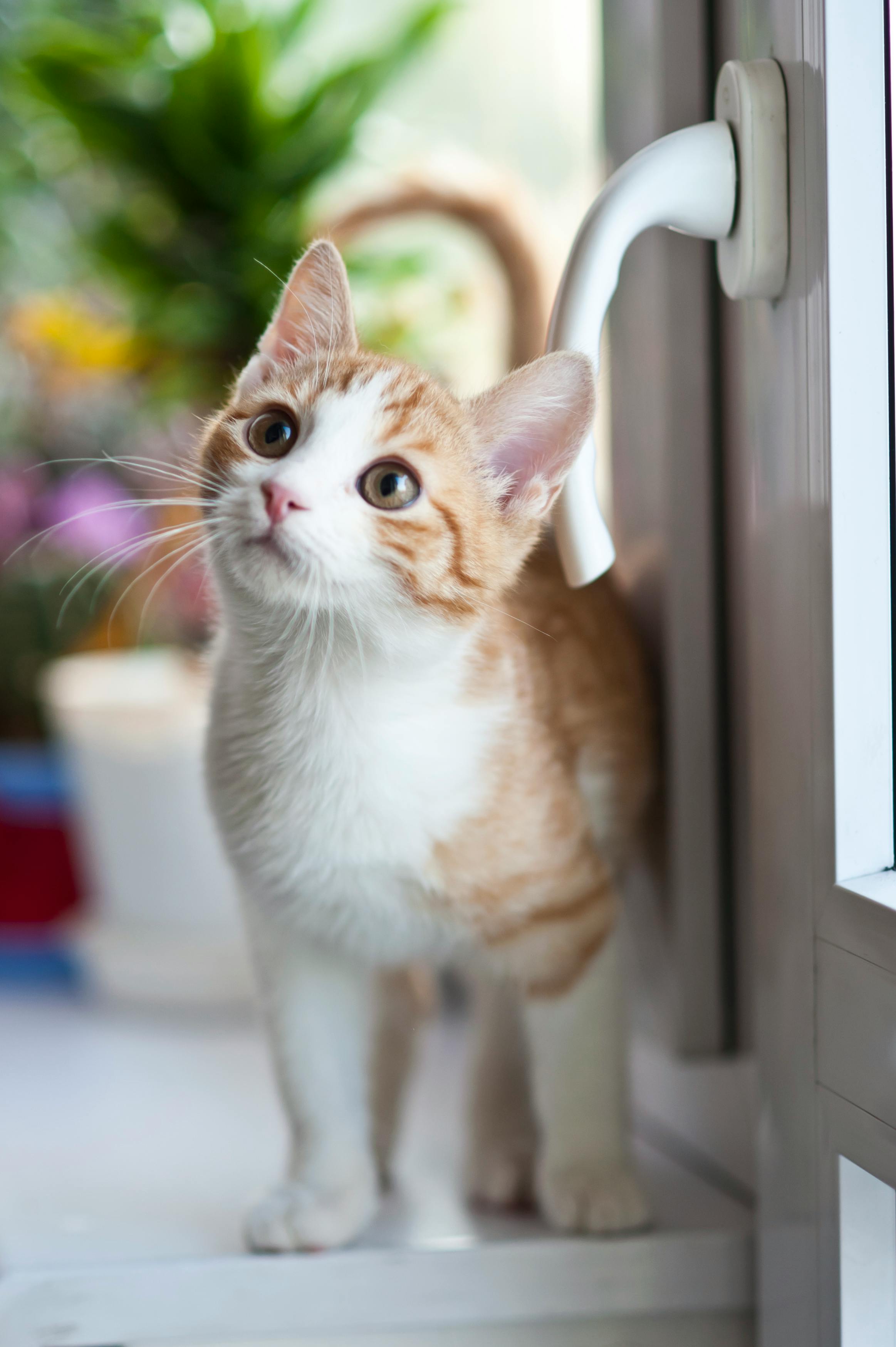 🐱 고양이 화장실 훈련의 중요성과 첫걸음
