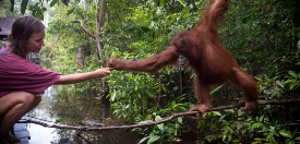 자연 기반 해결책 : 환경과 인간을 위한 조화로운 해법