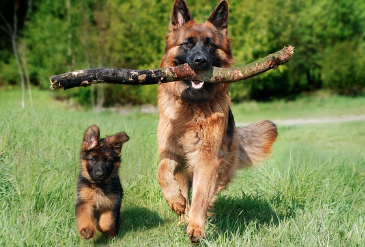 강아지 사료 종류 및 의미 (홀리스틱,그레인프리,휴먼그레이드)