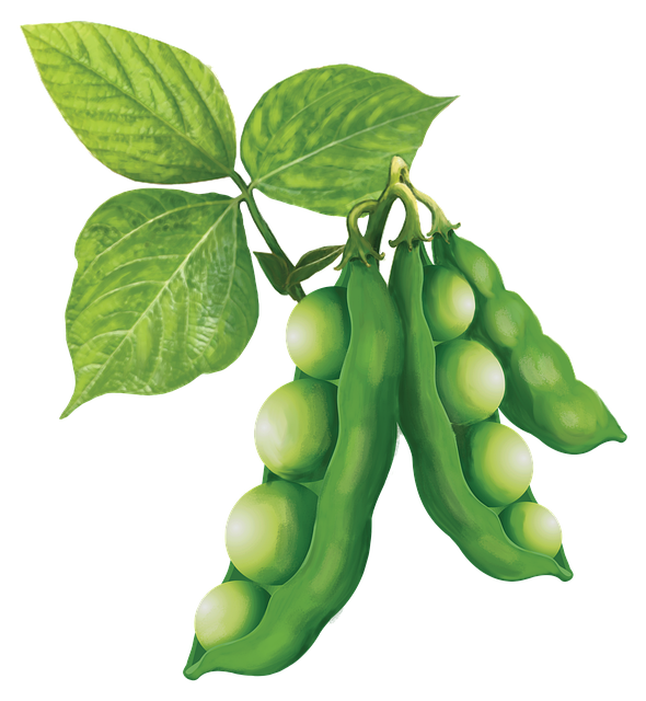 삶은 콩잎을 벌레 물린 데 바르면 가라앉는다 전통 해독 요법의 과학적 진실