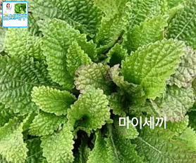 기관지염 곰보배추