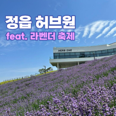 정읍-허브원-라벤더축제