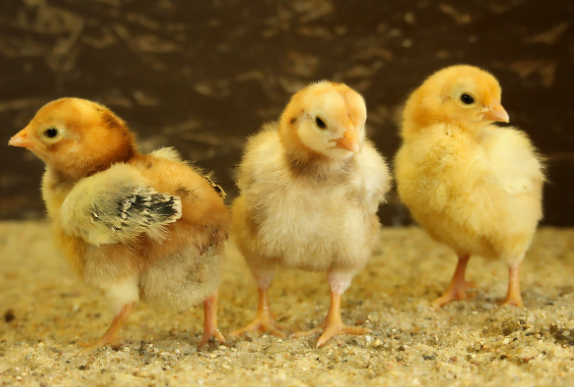 비타민 K는 병아리 사육실험에서 출혈 현상 관찰을 계기로 연구가 시작되었다.