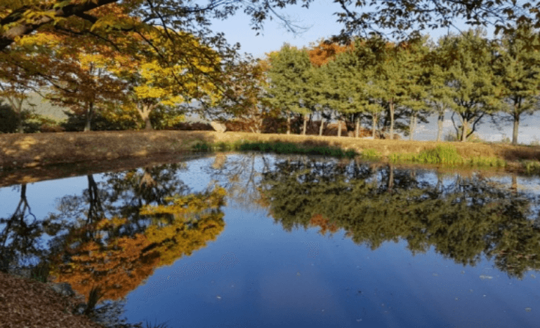 호수에 비춰진 소나무