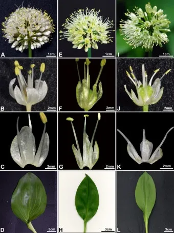 우리나라 특산식물 댕강나무와 댕강나무 꽃말 꽃댕강나무_18