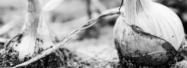 남부지방 양파 수확 적기: 5월 중순 ~ 6월 중순