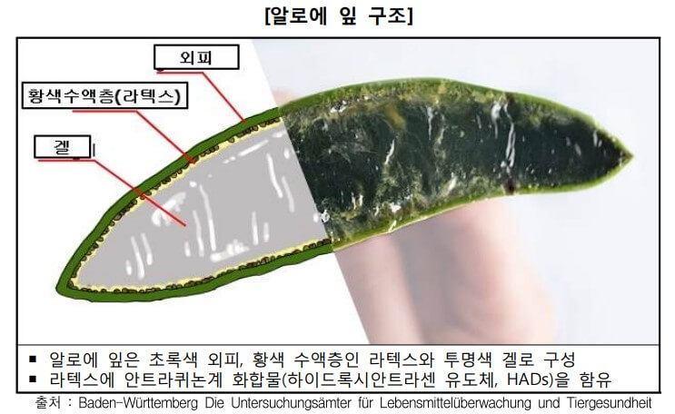 알로에 잎 구조