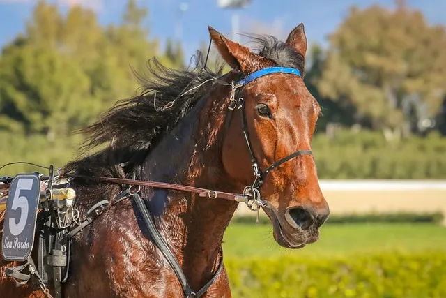 신나는 최신 트로트 노래모음 무료 듣기 바로가기 완벽 음악 스트리밍_9