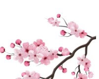 대구-벚꽃-개화시기-4