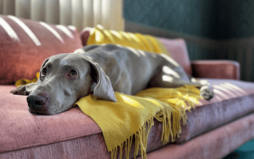 애플 아이폰15 출시일 사전예약