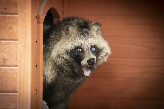 야생 너구리 도시 특징 매력 성격_3