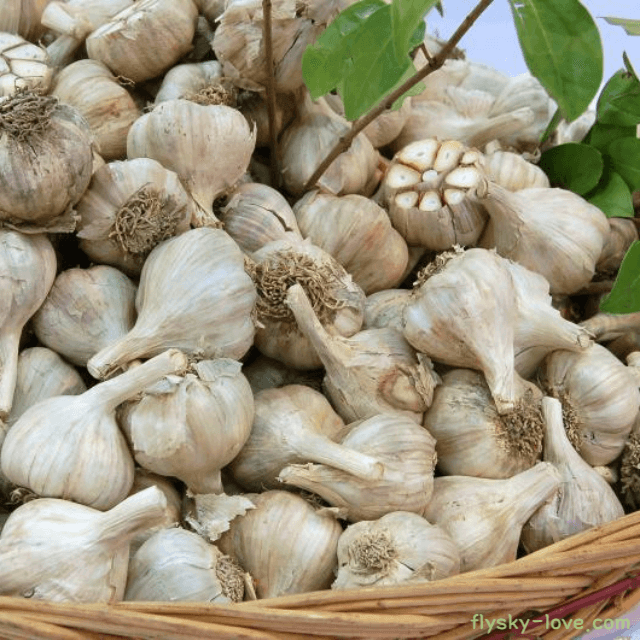 마늘 고르는 법