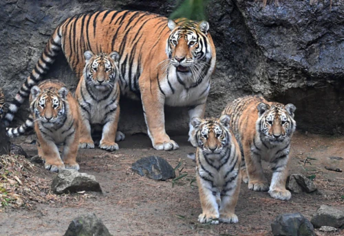 2024년 범띠 운세