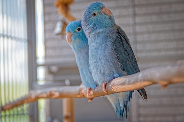 앵무새와 대화하는 즐거움! 언어 훈련 꿀팁 공개