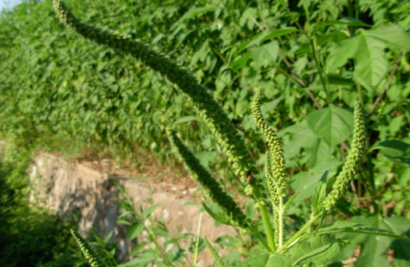 생태계교란식물