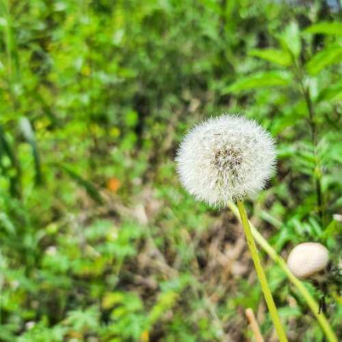 알레르기비염 원인