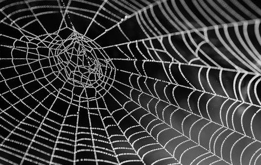 노인 고독사 문제와 주거지 내 거미 서식의 간접적 상관성 연구