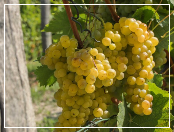 모스카토 다스티