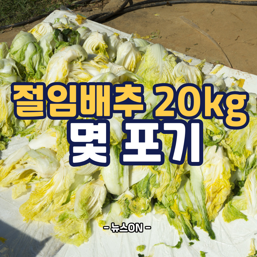 절임배추 20kg 몇포기