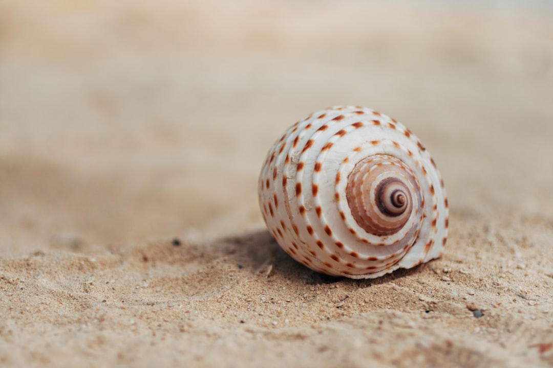 골뱅이는 영어로 sea snail입니다.