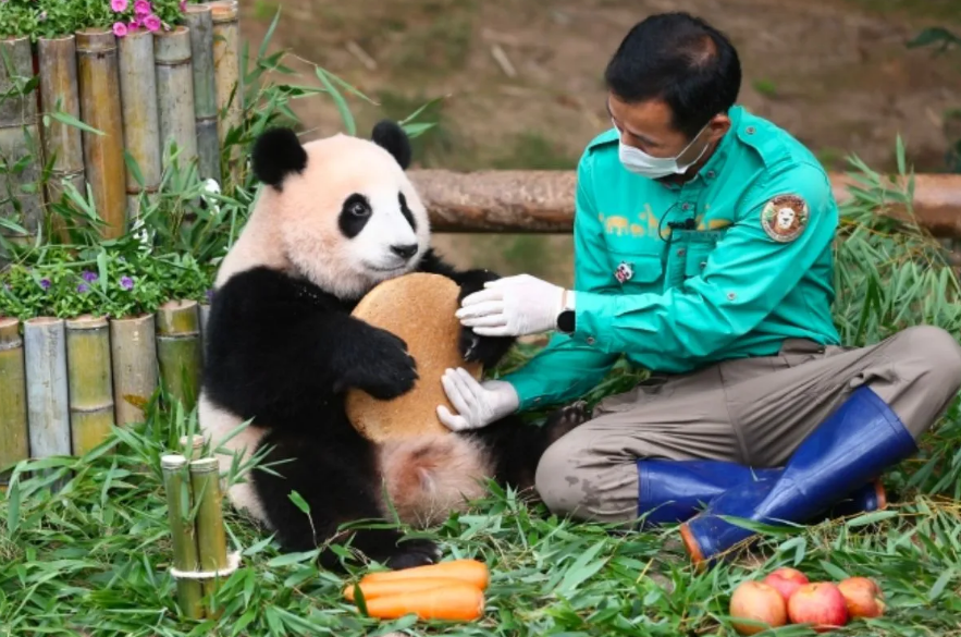 판다할아버지와 푸바오