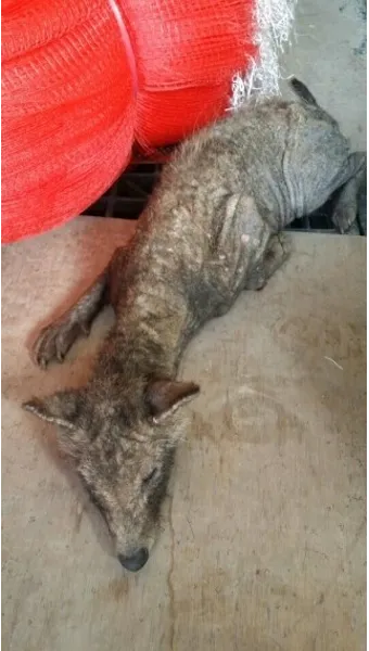 야생 너구리 도시 특징 매력 성격_16