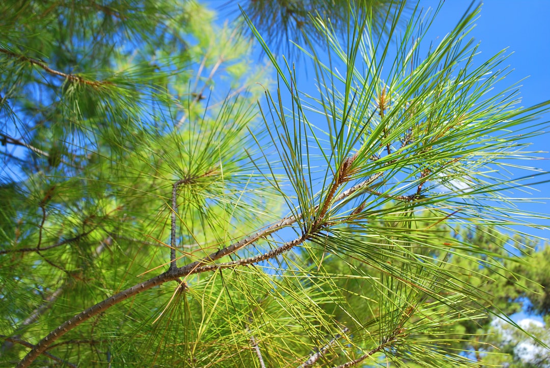 Pine