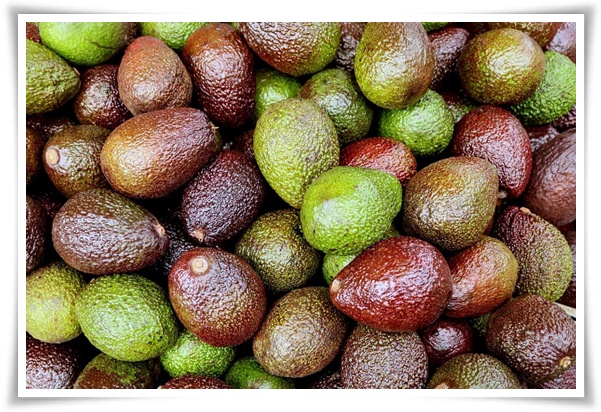 정원 "아보카도 키우기" 씨앗 하나로 나만의 초록 오아시스!