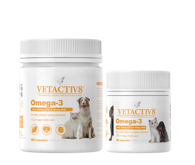 강아지 오메가 3 추천