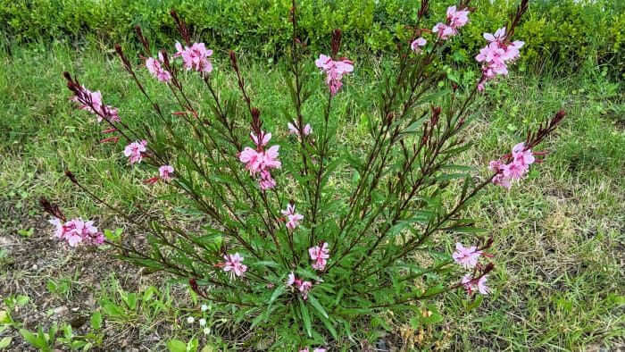 가우라-나비바늘꽃-키우기-파종시기-모종심기-심는시기-심는방법-수분관리-수형-가꾸기