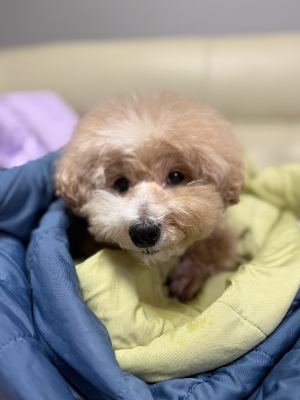 강아지 짖음 줄이는 방법, 쉽게 배우는 훈련 가이드