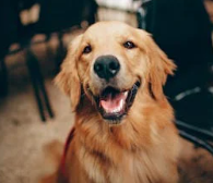 강아지과 동물과 고양이과 동물들의 차이점3