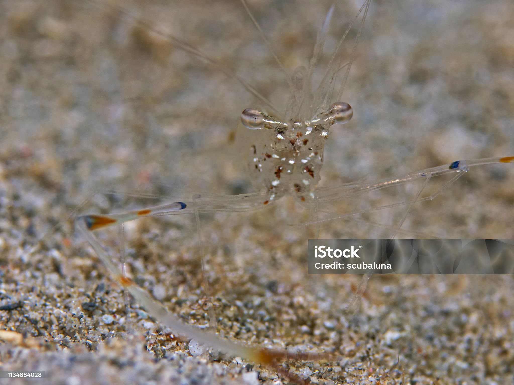 희귀 심해 생물 바다의 투명 갑옷, 유리 새우의 생존 전략