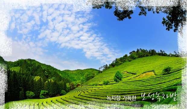 초록 바다에 빠지다, 보성 ‘대한다원 녹차밭’ 초록길 걷기