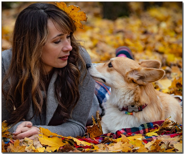 주인과 눈을 보고있는 웰시코기