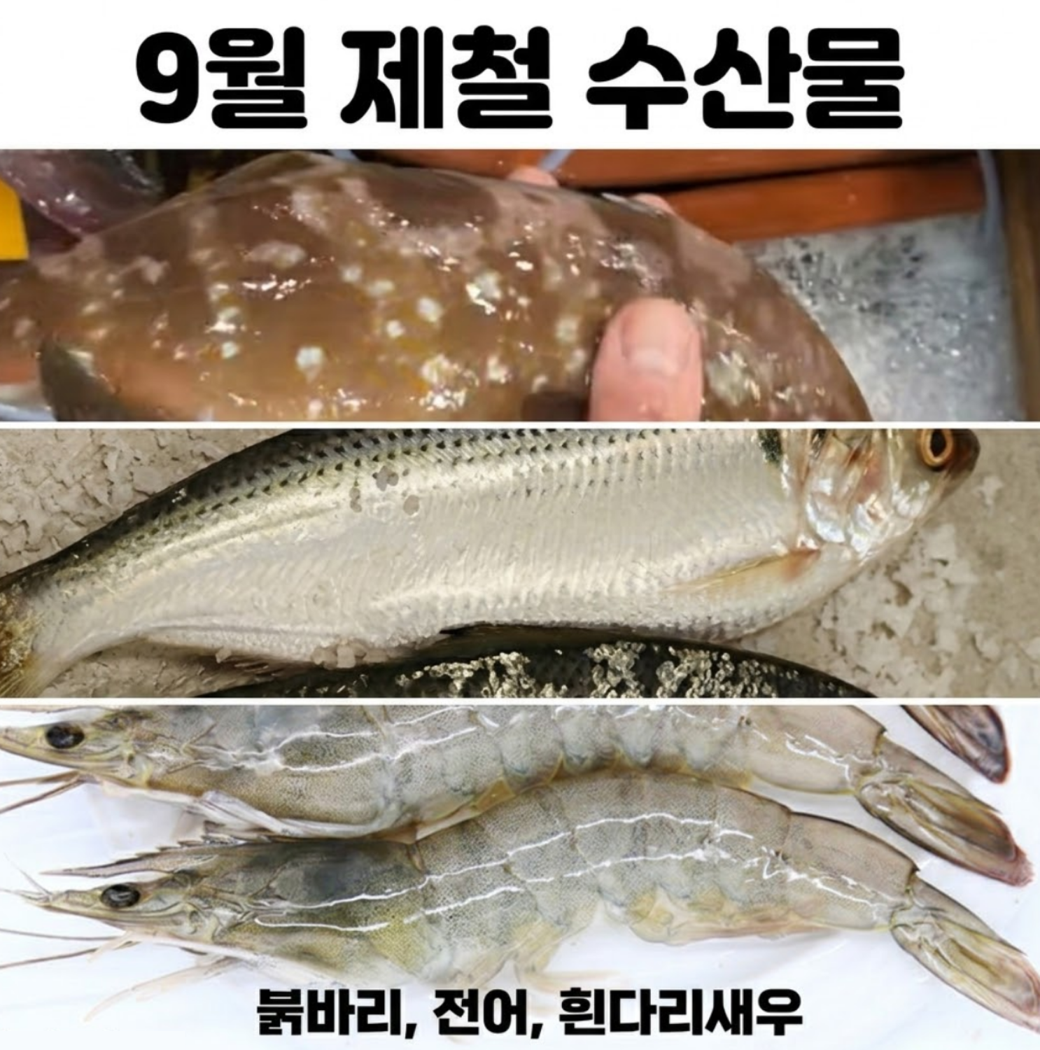 2006년 9월 제철 해산물 가을이 오면 꼭 먹어야 할 수산물 3대장 (흰다리새우, 전어, 붉바리)