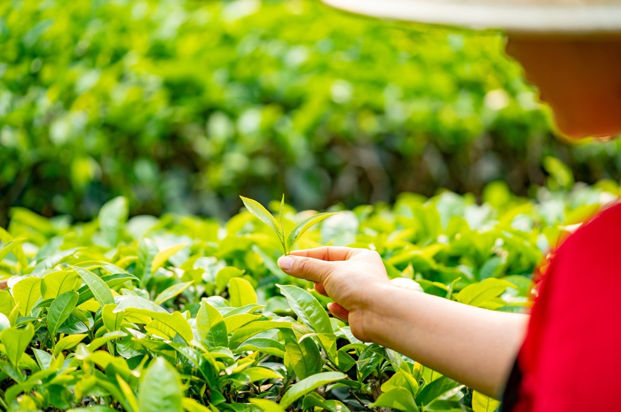 녹차의 제작 과정 사진